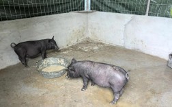 莆田黑猪哪里能买到正宗的？