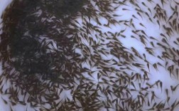 小型鱼塘青鱼养殖技术