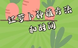 秋种胡萝卜时间与技术