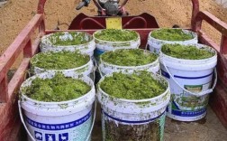 发酵养猪技术图片，如何高效种草？