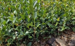 油茶树苗种植有哪些技术要点？