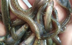 http 台湾鳅苗价格