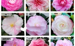 中国花品种有多少？常见花种图片有哪些？