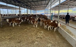 最新肉牛养殖技术视频有哪些新方法？