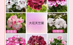 有哪些不同花色与株型的直立天竺葵品种？附高清图片详解养护要点与选购技巧