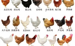 快速养鸡应选什么品种