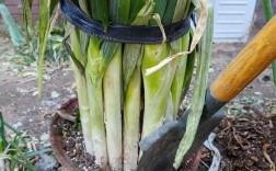 冬季大葱怎么种？技术要点有哪些？