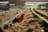 生物发酵床养鸡技术，生物发酵床养鸡技术视频
