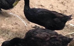 黑色鸭子是什么品种？