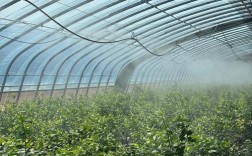 东北大棚蓝莓种植技术有哪些关键要点？