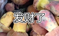 最贵蘑菇品种是哪个？