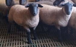 羊有哪些品种？附图片详解。