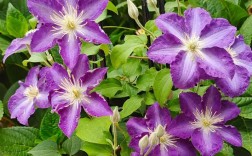 哪些铁线莲品种花期超长？