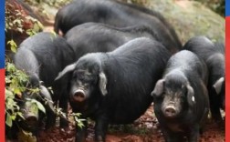 莆田黑猪最新养殖技术有何突破？