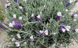 盆栽薰衣草耐寒品种有哪些？