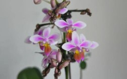 蝴蝶兰哪个品种开花最多？