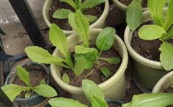 小油麦菜怎么种？视频教你关键技术！