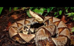 永州蛇品种究竟是什么？