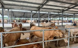 黄牛养殖技术视频播放