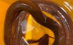 武汉野生黄鳝价格为何波动这么大？