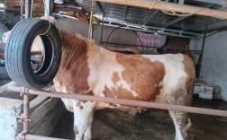 西门塔尔公牛饲养技术要点有哪些？