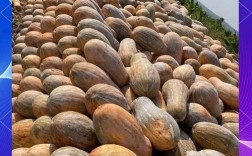 夏季种密本南瓜，技术要点有哪些？