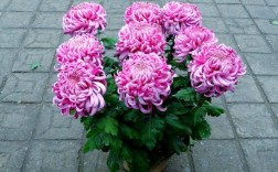 哪些菊花品种易矮化？