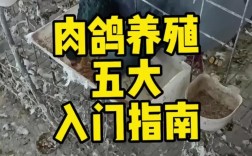 冬季种鸽饲养管理有何关键技术？