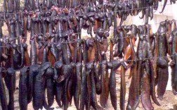 宽体金线水蛭养殖技术要点有哪些？