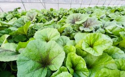 冬季蔬菜种植有哪些品种