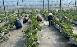 蓝莓种植管理技术视频