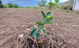 柠檬树为何长刺？是特殊品种吗？