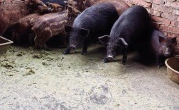 野猪养殖技术要点有哪些？