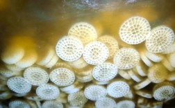 生物絮团技术应用实例效果如何？