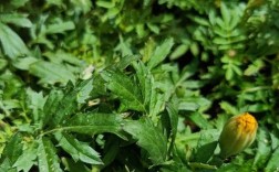 万寿菊春播选啥品种？