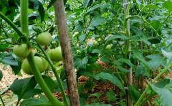 夏季番茄种植技术视频有哪些关键要点？