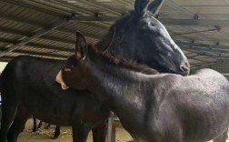 山东德州肉驴养殖技术有何要点？