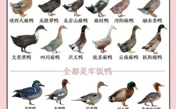 鸭子品种到底有多少个？