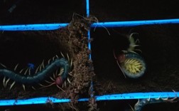 农广天地蜈蚣养殖技术难点有哪些？