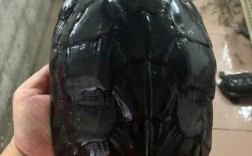 黑色乌龟是什么品种？