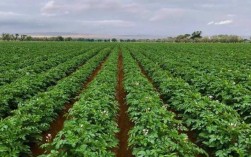 马铃薯种植技术如何助农致富增收？