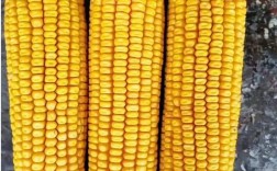 红大粒007玉米品种有何特性？