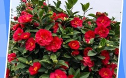 茶花品种有哪些？常见品种大盘点！