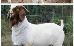 波尔山羊品种怎么选才好？