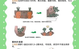 秋季红萝卜怎么种才高产？