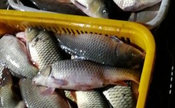 周口鲤鱼批发价现在多少钱？