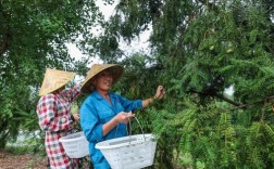 香榧种植技术如何成功落地基地？