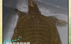 想学养甲鱼？视频大全集该怎么看？