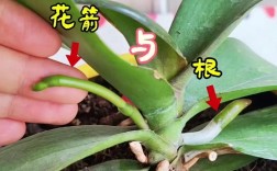 兰花根部如何辨别品种？