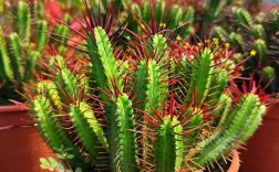 哪些多肉带刺？常见长刺品种有哪些？